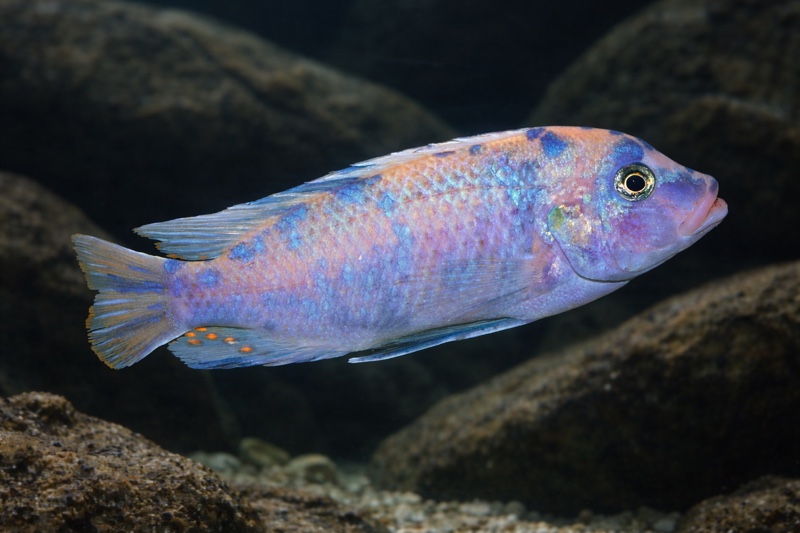 Maylandia zebra 'Undu Reef'